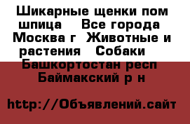 Шикарные щенки пом шпица  - Все города, Москва г. Животные и растения » Собаки   . Башкортостан респ.,Баймакский р-н